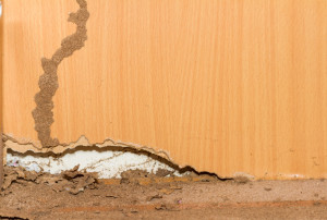Termites on old wood background for decorate.