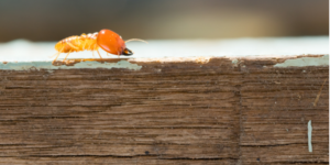Who Provides Termite Elimination in San Diego County?