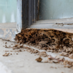 Termite Control and Treatment in San Diego County
