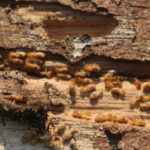 What is Termite Swarming Season?