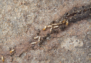 What are subterranean termites? | Nixtermite