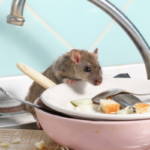 How to Get Rid of Rodents from Your Home