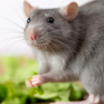 5 Best Rodent Prevention Tips