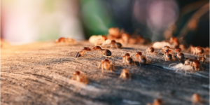 Top 5 Termite Prevention Tips | Nixtermite