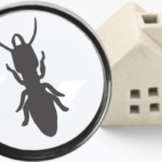 3 Best Termite Prevention Tips for Homeowners | Nixtermite Inc.