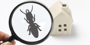 3 Best Termite Prevention Tips for Homeowners | Nixtermite Inc.