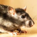 Are Rodents Common in San Diego? | Nixtermite & Pest Control