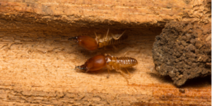 Best Termite Company in San Diego County | Nixtermite & Pest Control | San Diego County