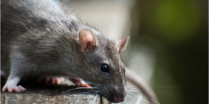 Do I Need a Pest Control Company for Rodents? | Nixtermite Inc.