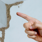 How to Spot a Termite Infestation | Nixtermite & Pest Control | San Diego County