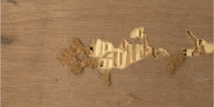Is Termite Damage Expensive to Fix? | Nixtermite | San Diego County