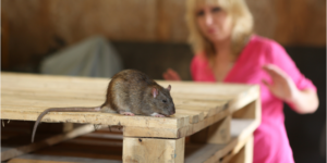 How to Prevent Rodents from Your San Diego Home | Nixtermite Inc.