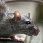 Rodent Treatment Options in San Diego County | Nixtermite Inc.