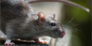 Rodent Treatment Options in San Diego County | Nixtermite Inc.