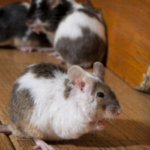 What Should I Do if I Have a Rodent Infestation in My Home? | Nixtermite Inc.