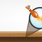 What Should I Do if I Have a Termite Infestation? | Nixtermite Inc.