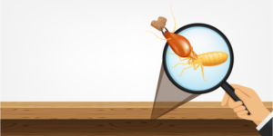 What Should I Do if I Have a Termite Infestation? | Nixtermite Inc.