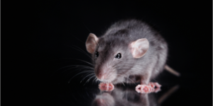 What are the Best Rodent Control Methods? | Nixtermite Inc.