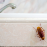 Do I Have a Cockroach Infestation if I Saw One in My Home? | Nixtermite Inc.