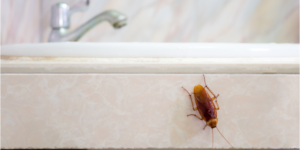 Do I Have a Cockroach Infestation if I Saw One in My Home? | Nixtermite Inc.