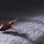 What Should I do if I Find Out I Have Bed Bugs? | Nixtermite Inc.
