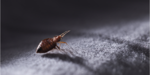 What Should I do if I Find Out I Have Bed Bugs? | Nixtermite Inc.