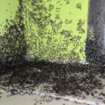 What Should I do if I Have an Ant Infestation in My Home? | Nixtermite Inc.