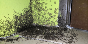 What Should I do if I Have an Ant Infestation in My Home? | Nixtermite Inc.