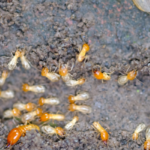 When is Termite Swarming Season? | Nixtermite Inc.