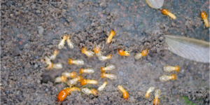 When is Termite Swarming Season? | Nixtermite Inc.