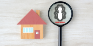 Are Termites the Most Difficult Type of Pest to Eliminate? | Nixtermite Inc.