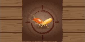 Get Help Eliminating Termites from Your Del Mar Home | Nixtermite Inc.