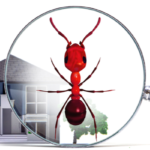 How Often Should I Have My Home Inspected for Termites? | Nixtermite Inc.