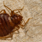 Protect Against Bed Bugs as You Travel This Spring | Nixtermite Inc.