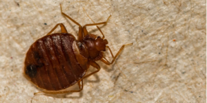 Protect Against Bed Bugs as You Travel This Spring | Nixtermite Inc.