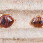 How Did I Get Bed Bugs in My House? | Nixtermite Inc.