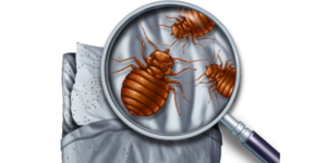 How to Eliminate a Bed Bug Infestation from Your Bonita, CA Home | Nixtermite Inc.