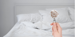 Why are Bed Bugs So Difficult to Eradicate from Homes? | Nixtermite Inc.