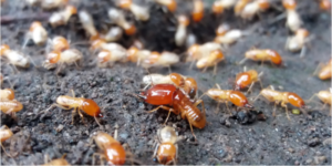 3 Signs You May Have a Termite Infestation | NixTermite Inc.