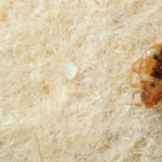 Are Bed Bugs Common in the San Diego Area? | NixTermite Inc.