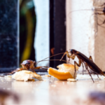 Cockroach Control and Prevention in San Diego County | NixTermite Inc.