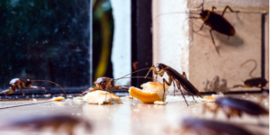Cockroach Control and Prevention in San Diego County | NixTermite Inc.