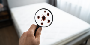 How to Eliminate a Bed Bug Infestation from Your Home | NixTermite Inc.