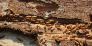 Who Should I Hire for a Termite Inspection in Bonita, CA?