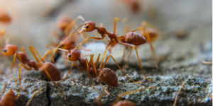 How to Eliminate an Ant Infestation from Your Home
