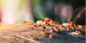 What Should I Expect from a Professional Termite Inspection?