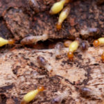 Hiring a Company for a Termite Inspection in San Diego County