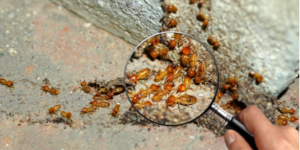 How Often Does My Home Need a Termite Inspection?