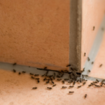 Ant Control Solutions in Chula Vista, CA