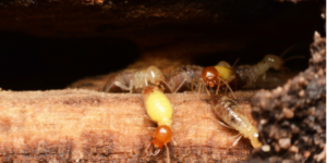 Are Termites Common in the Chula Vista Area?